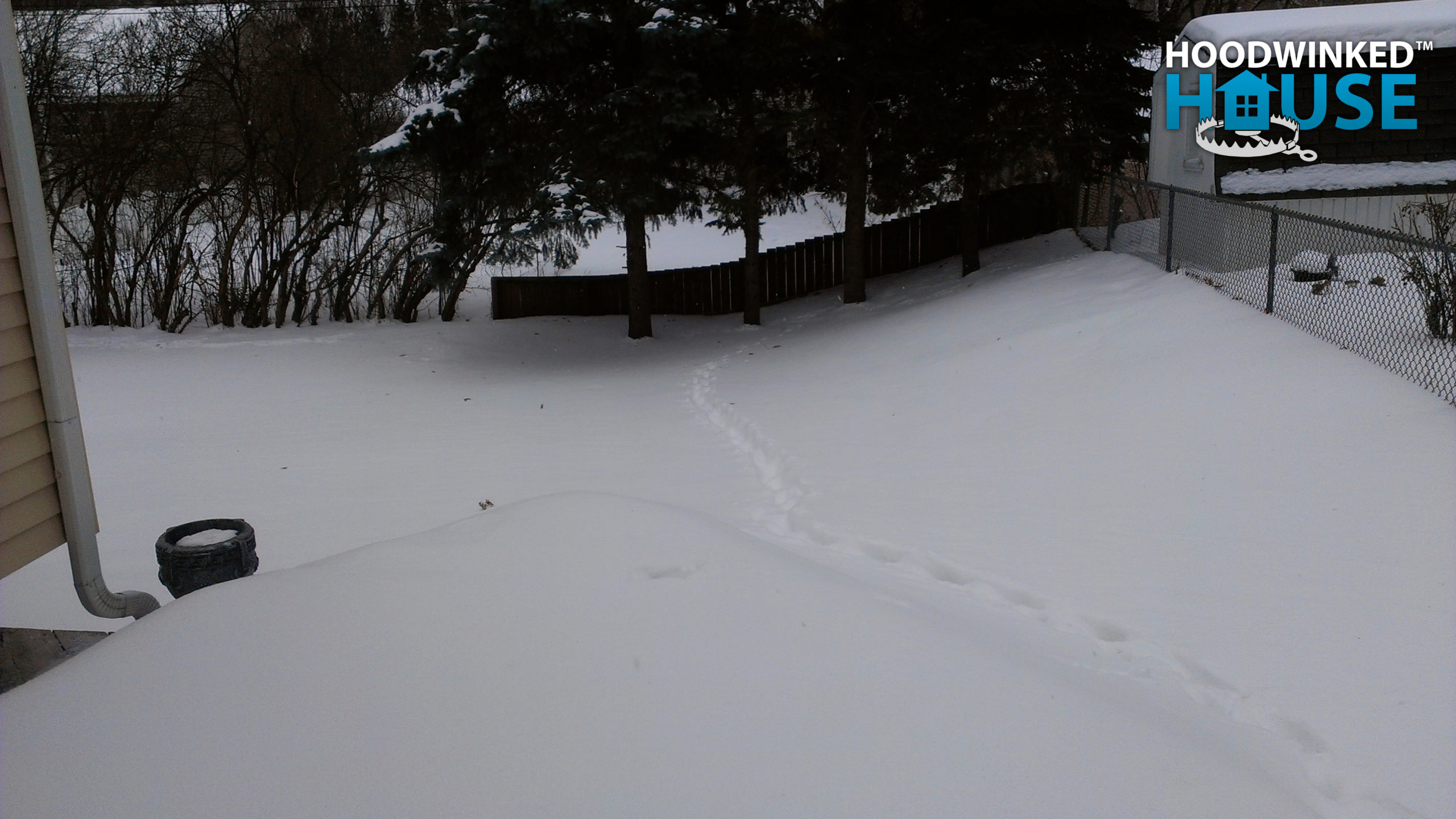 Animal tracks in a snowy back yard lead to a series of large trees.