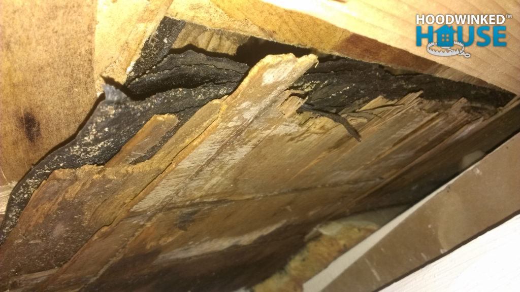Rotten roof sheathing and shingles collapsed when stepped on, as seen from the underside.