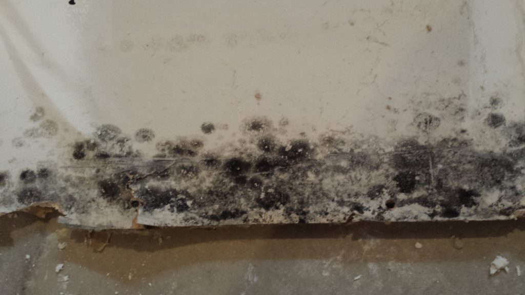 Black mold formed on drywall that was near a water heater.